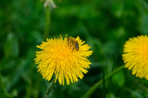 Fleur Pissenlit Jaune Avec Pollinisation Des Abeilles Printemps — Photo