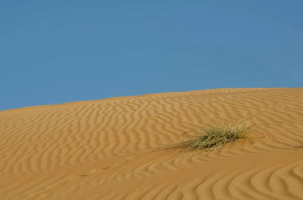 Sanddünen Mit Windmuster Der Wahiba Sandwüste — Stockfoto