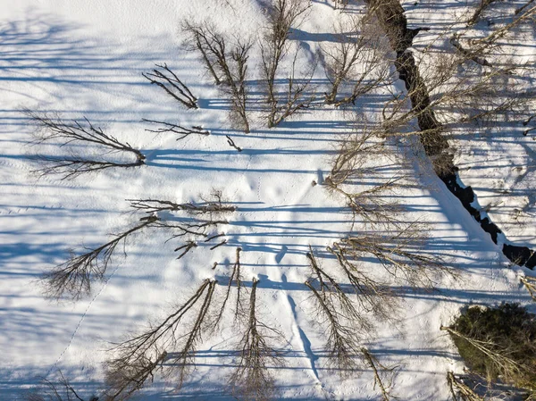 Aerial View Trees Leaves Winter Time — 스톡 사진
