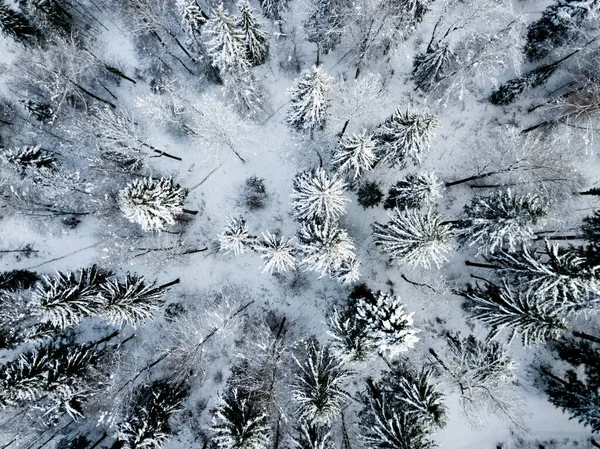 Flygfoto Granar Snötäckt Vinterlandskap — Stockfoto