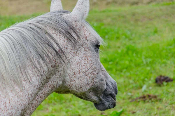 Vista Del Caballo Sobre Pastizal Verde —  Fotos de Stock