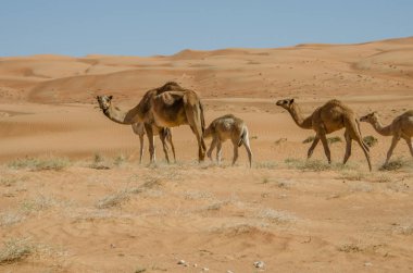 Umman 'daki Wahiba çölünde yürüyen develer.