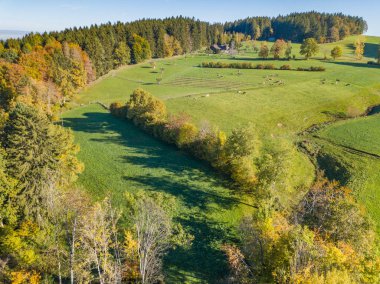Sonbaharda sarı ağaçlarının havadan görünümü