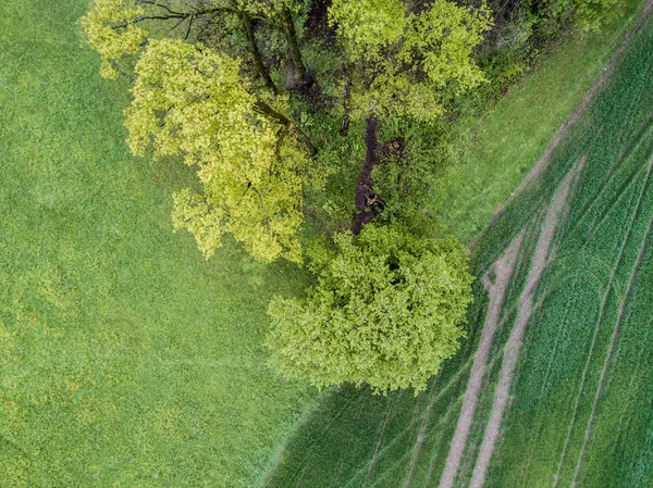 Aerial View Single Tree Agricultural Field — 스톡 사진