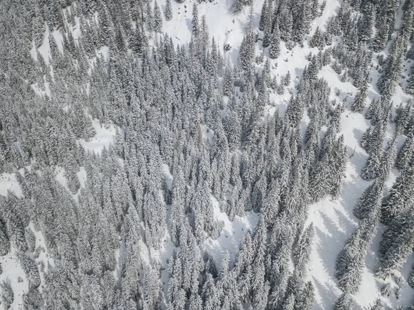 Vista Aérea Abetos Cobertos Neve — Fotografia de Stock