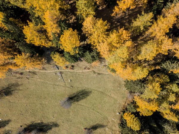 Vista Aérea Árvores Amarelas Outono — Fotografia de Stock