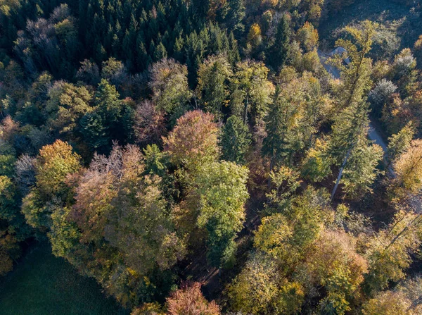 Widok Lotu Ptaka Drzew Żółty Jesienią — Zdjęcie stockowe