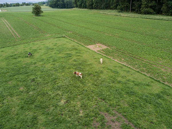 Вид Воздуха Стадо Крупного Рогатого Скота Зеленом Лугу Швейцарии — стоковое фото