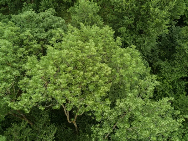 Sonbahar Manzarasında Ormanın Içinden Nehrin Havadan Görünüşü — Stok fotoğraf