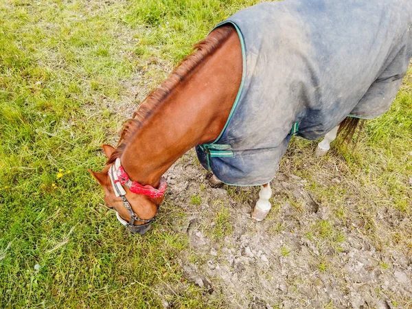 Uitzicht Paard Een Groene Weide — Stockfoto