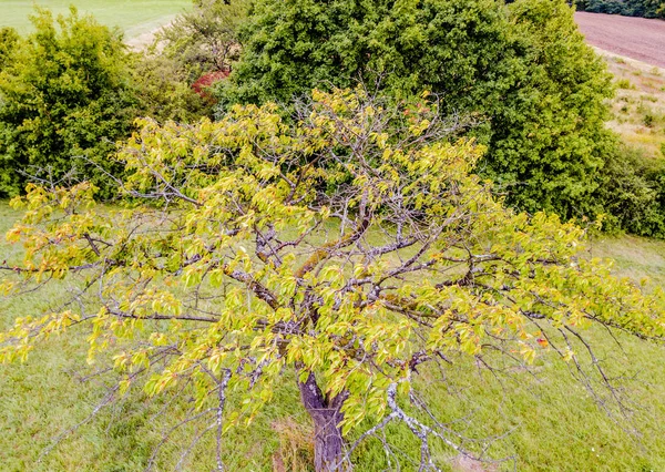 Veduta Aerea Del Singolo Albero Sul Campo Agricolo — Foto Stock