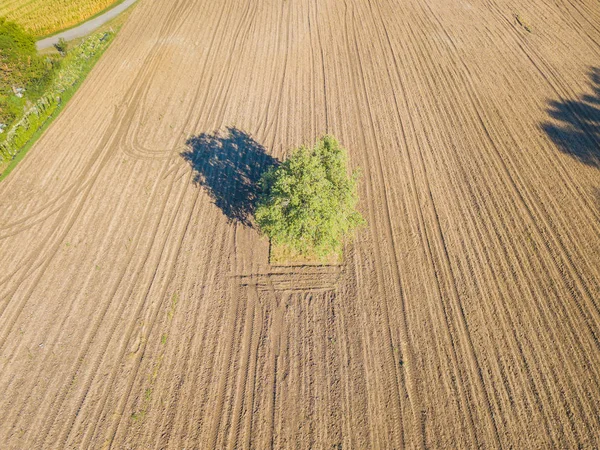 Aerial View Isolated Green Tree Dirt Field — 스톡 사진