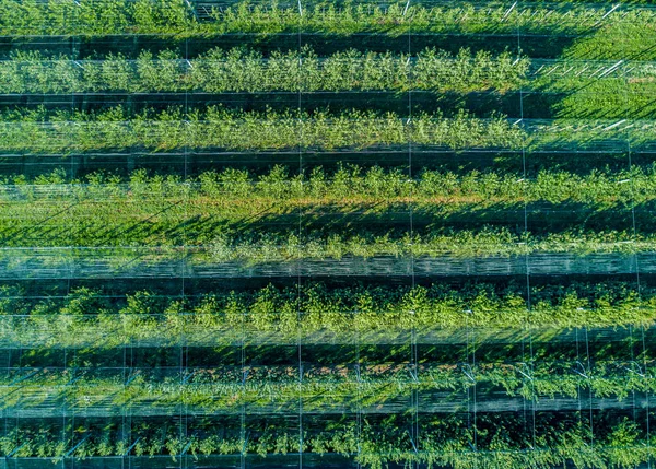 Vista Aérea Del Invernadero Campo — Foto de Stock