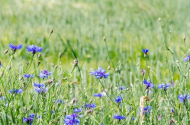 Çiçek açan mavi çiçekleri. Sığ alan derinliği ile yakın çekim.