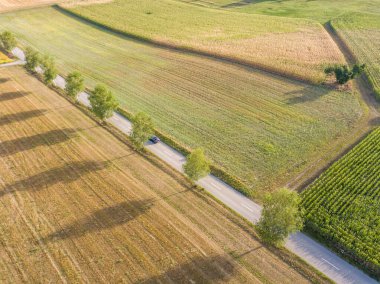 Ağaçlar boyunca yol manzarası