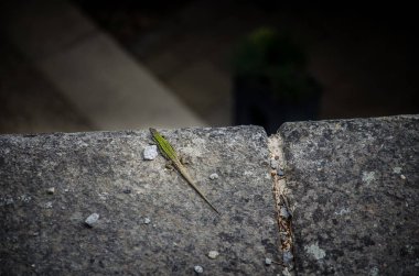 Gri taşın üzerindeki yeşil kertenkeleye yaklaş