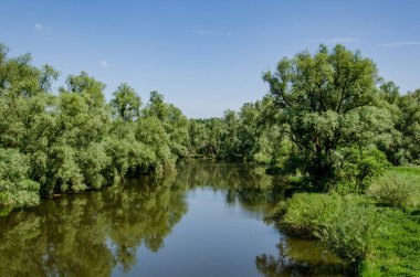Handaki nehirde iki ördekle birlikte batık bir tekne.