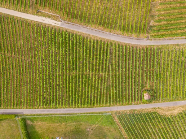 从空中看农业领域 — 图库照片