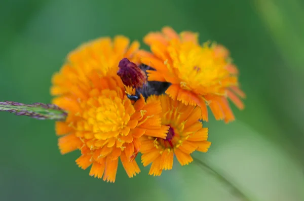 Mooie Oranje Bloemen Achtergrond Close — Stockfoto