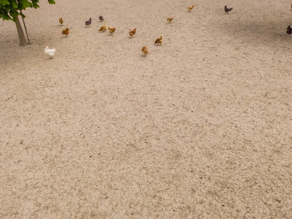 Overhead View Chicken Hens Enclosure Brown Earth Underground — Stock Photo, Image