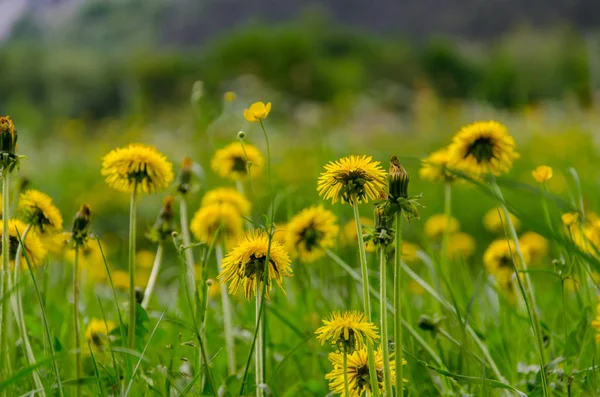Żółty Kwiat Mniszka Lekarskiego Wiosną Bujnym Zielonym Polu — Zdjęcie stockowe