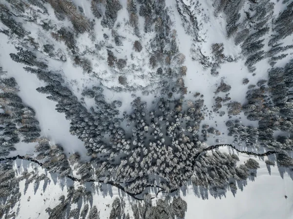 Utsikt Snødekte Cypresstre – stockfoto