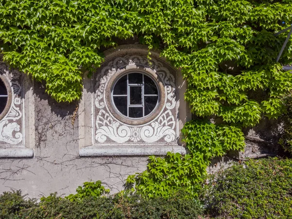 Fenêtre Circulaire Ronde Entourée Lierre Vert Sur Vieux Bâtiment Suisse — Photo