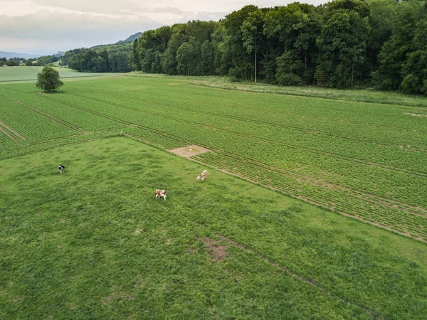 スイスの緑の牧草地に牛の群れの空中ビュー — ストック写真