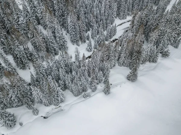 空中看白雪覆盖的冷杉树 — 图库照片