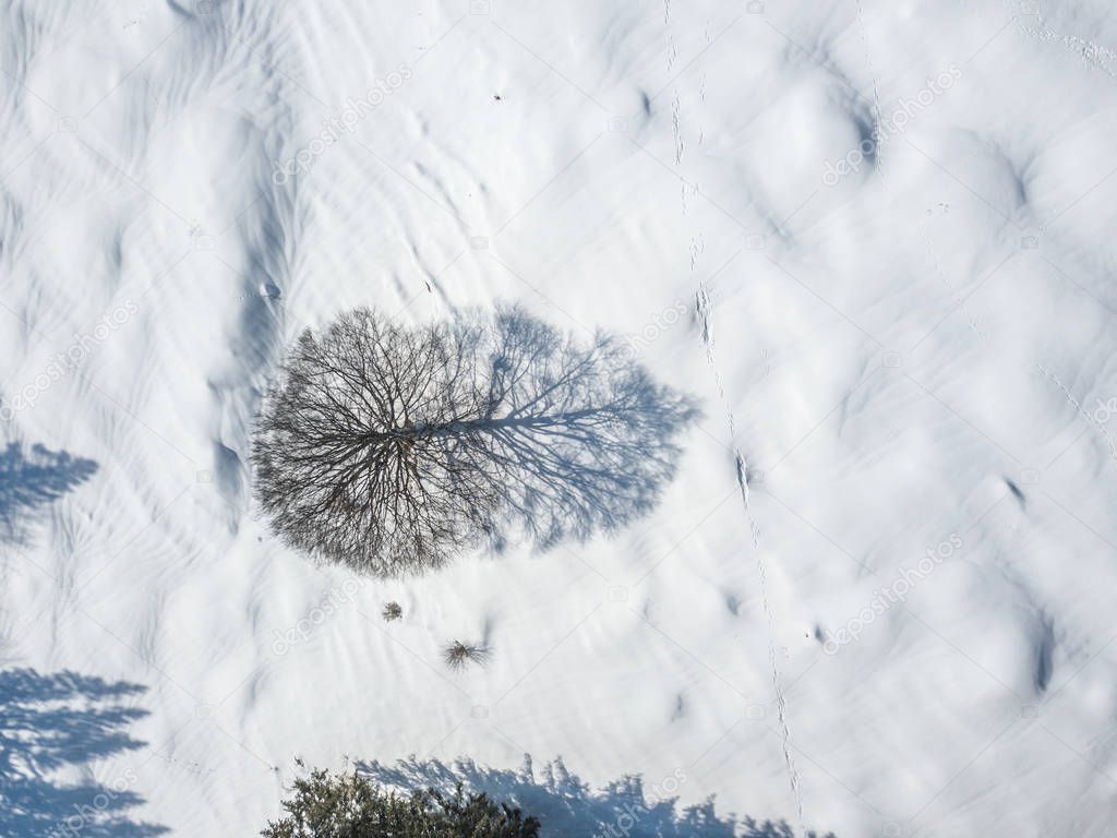 Aerial view of single isolated tree on snow covered meadow