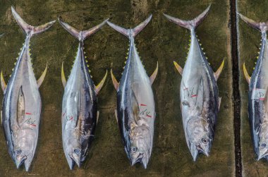 Overhead view on japanese fish market with tuna fish clipart