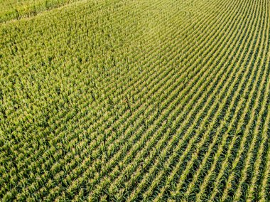 Mısır tarlasının hava görüntüsü