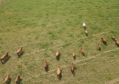 İsviçre 'deki yeşil çayır üzerindeki sığır sürüsünün havadan görünüşü