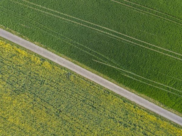 Flygfoto Över Gult Rapsfrö Fält Kvällsljus Schweiz — Stockfoto