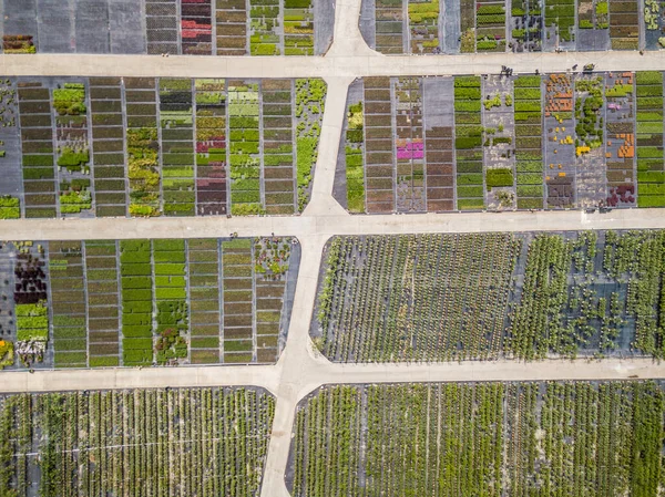 Luftaufnahme Von Reihen Kultivierter Jungpflanzen Der Gärtnerei — Stockfoto