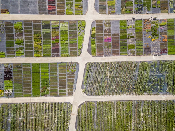 Vue Aérienne Rangées Jeunes Plants Cultivés Pépinière — Photo