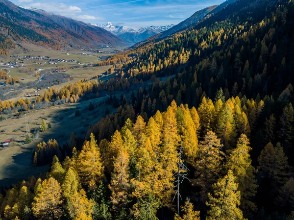 Aerial View Yellow Trees Autumn — Stock Photo, Image