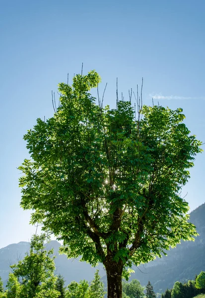 Deslumbramiento Del Sol Través Exuberante Árbol Verde Frente Del Cielo —  Fotos de Stock