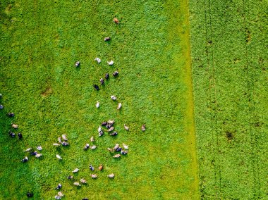 İsviçre 'deki yeşil çayır üzerindeki sığır sürüsünün havadan görünüşü