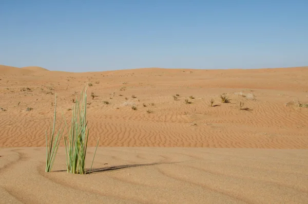 Dunas Areia Com Padrão Vento Deserto Areias Wahiba — Fotografia de Stock