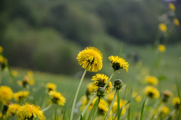 Fleur Pissenlit Jaune Printemps Sur Champ Vert Luxuriant — Photo