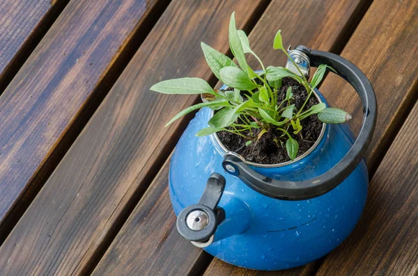 Παλιά Μπλε Τσαγιέρα Πράσινο Φυτό Αυτό Τσαγιέρα Ξύλινο Μπαλκόνι — Φωτογραφία Αρχείου