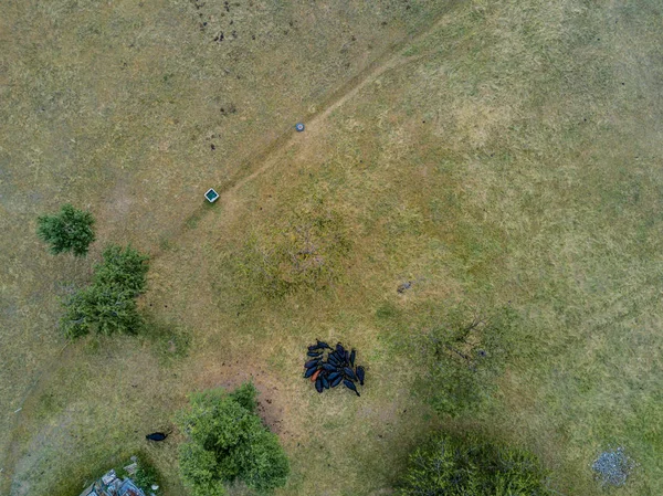 Aerial View Flock Cattle Green Meadow Switzerland — Stock Photo, Image