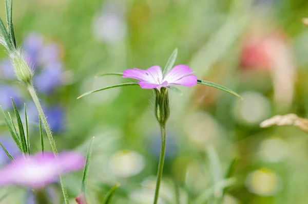 Flores Gallina Maíz Silvestre Floreciendo Campo Suiza Cierre Flores Con — Foto de Stock