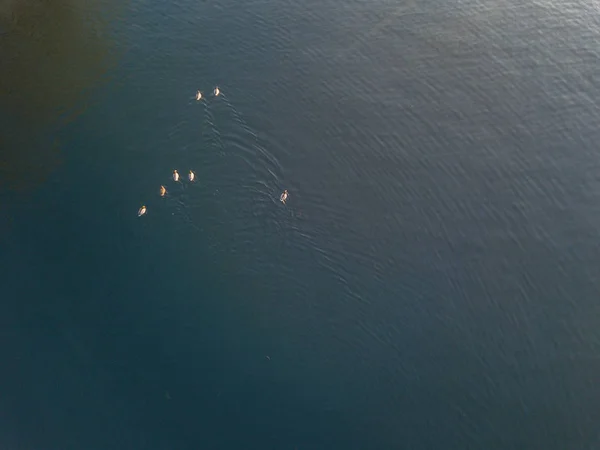 Vue Aérienne Des Canards Flottant Surface Eau — Photo