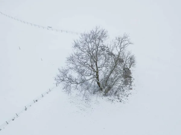 Flygfoto Enskilda Isolerade Träd Snötäckt Äng — Stockfoto