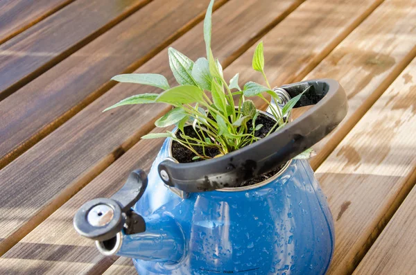 Old Blue Teapot Green Plant Teapot Wooden Balcony — 스톡 사진