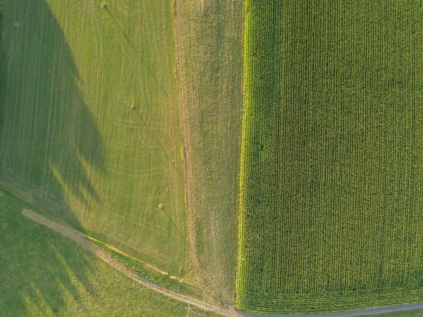 Вид Воздуха Кукурузное Поле — стоковое фото