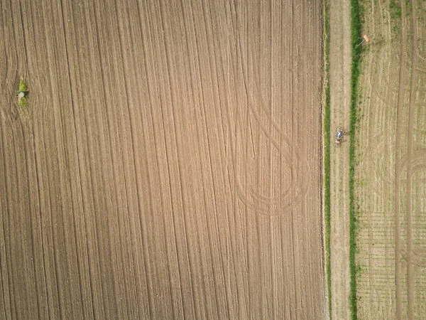 Αεροφωτογραφία Του Σιταριού Φυτική Υφή — Φωτογραφία Αρχείου
