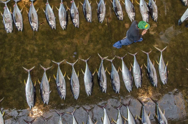 Vista Aérea Mercado Japonês Peixe Com Atum — Fotografia de Stock